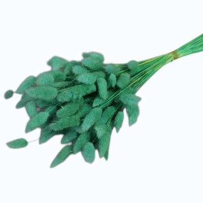 Lagurus turquoise set 70cm