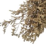 Limonium stabilizat Sampanie set 100g