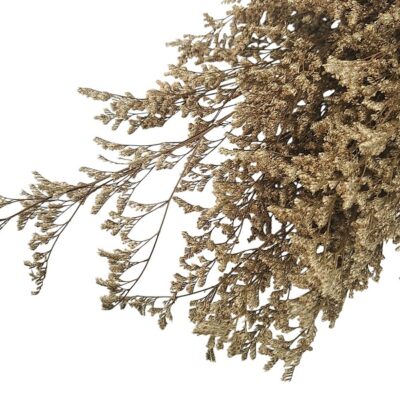 Limonium stabilizat Sampanie set 100g