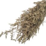 Limonium stabilizat Sampanie set 70cm