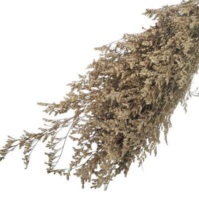 Limonium stabilizat Sampanie set 70cm