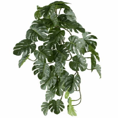 Monstera curgătoare x4 verde 48cm