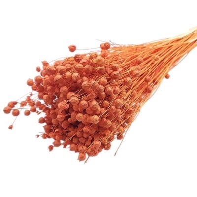 Planta de In Orange Flame set 50cm