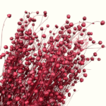 Planta de In Rosu Inchis 50cm