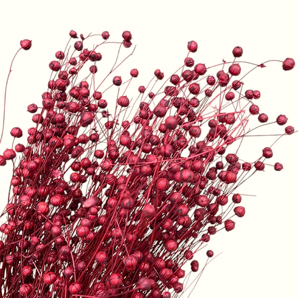 Planta de In Rosu Inchis 50cm Planta de In Rosu Inchis 50cm