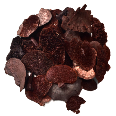 Ciuperci copac uscate decorative maron