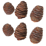 Con Platyspernum natur set x6