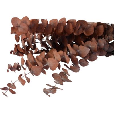 Eucalipt prep. Spirala Oranj set