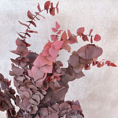 Eucalipt stabilizat Stuartiana Soft Red set HQ