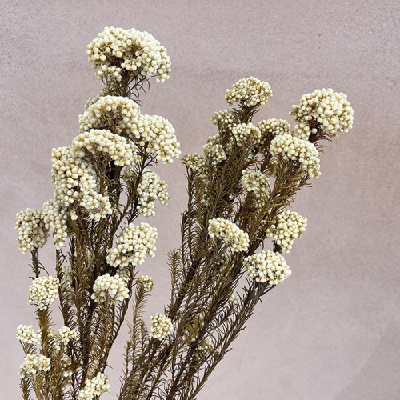 Floare de Orez Ozothamnus Alb Natur set 70cm