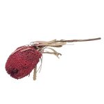 Floare uscata Banksia Berry Red 1buc