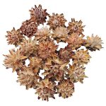 Flori uscate Leucadendron Plumosum 2 natur set