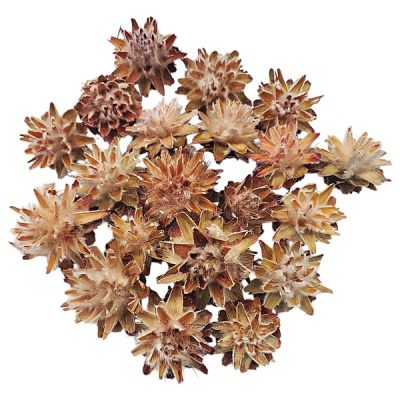 Flori uscate Leucadendron Plumosum 2 natur set