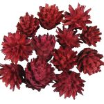 Flori uscate Leucadendron Plumosum rosu set