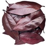 Frunze Magnolia stabilizate Bordo set x12