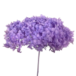 Hortensia criogenata cu flori mici Mov Ametist D20cm