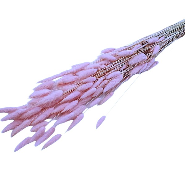 Lagurus roz lila set 70cm Lagurus roz lila set 70cm