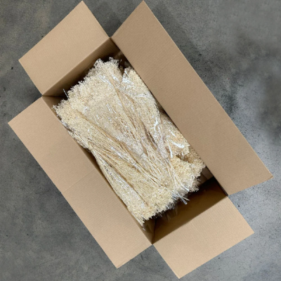 Pachet Jumbo Flori uscate Broom Bloom Ivory set x30