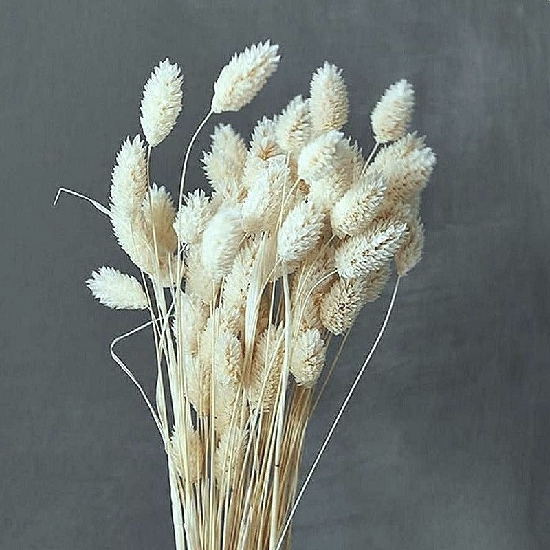 Phalaris Ivory set Phalaris Ivory set 50cm - imagine 1