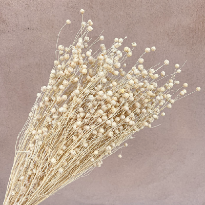 Planta de In CREM 50cm