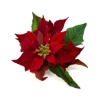 Floare Poinsettia artificiala Rosie cu frunze D20