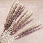 Mini Pampas tonuri naturale set 70cm spic 30cm