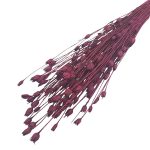 Nigella mini Bordo Merlot set