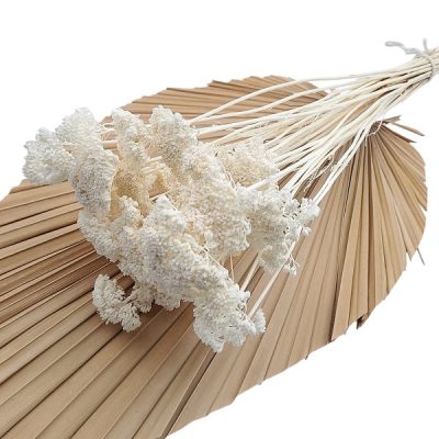 Achillea uscata Alba set 60g