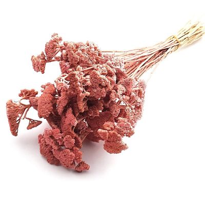 Achillea uscata roz antic