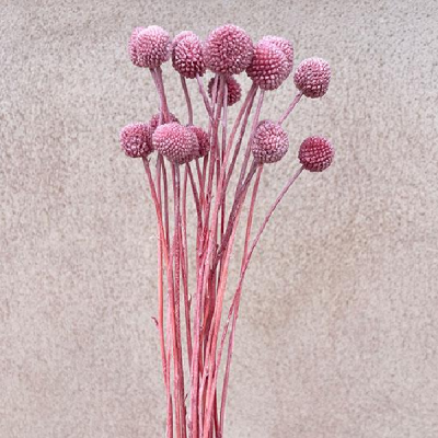 Craspedia criogenata Roz antic set x20