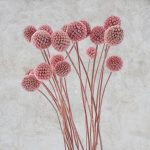 Craspedia criogenata Roz pal set x20