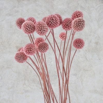 Craspedia criogenata Roz pal set x20