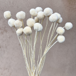 Craspedia criogenata alba set x20