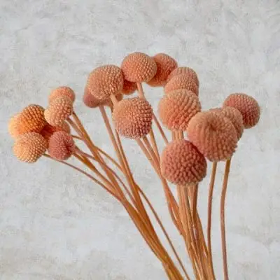 Craspedia criogenata Piersica set x20