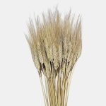 Grau barbos Premium blond natur set 200g