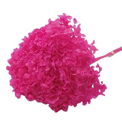 Hortensia criogenata cu flori mici Fucsia D20cm