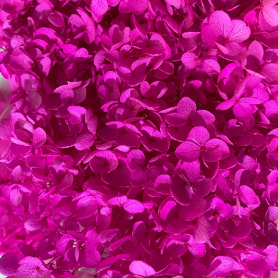 Hortensia criogenata cu flori mici Fucsia D20cm