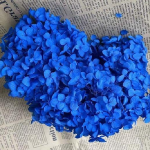 Hortensia criogenata cu flori mici Royal Blue D20cm