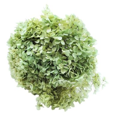 Hortensia criogenata cu flori mici Verde Salvie D20cm