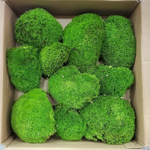 Muschi bombat stabilizat Verde limeta cutie Muschi bombat stabilizat Verde limeta cutie