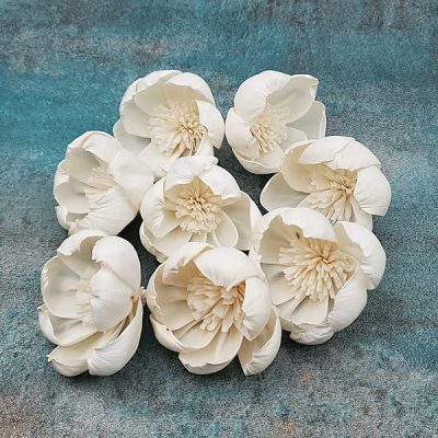 Capete Bujor Salbatic 6cm alb natur x8