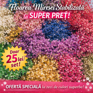 Floarea Miresei Stabilizata la Super Pret