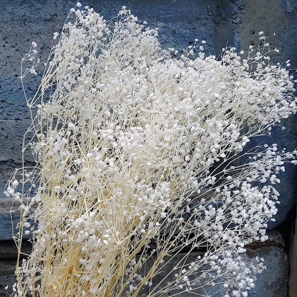 Floarea miresei Gypsophila stabilizata Alb