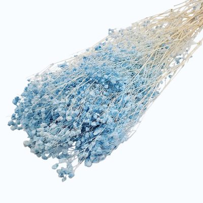 Floarea miresei Gypsophila stabilizata Baby blue