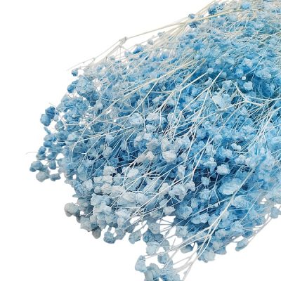 Floarea miresei Gypsophila stabilizata Baby blue