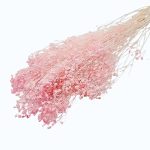 Floarea miresei Gypsophila stabilizata Roz pal