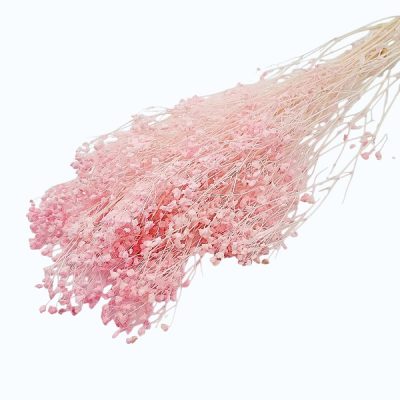 Floarea miresei Gypsophila stabilizata Roz pal