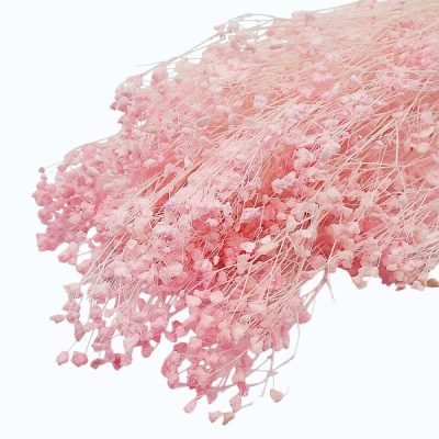 Floarea miresei Gypsophila stabilizata Roz pal