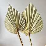 Frunze Palmier Super natur set x5