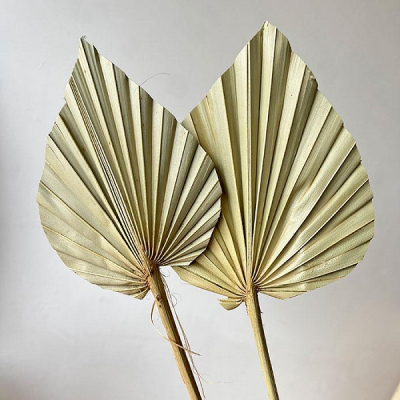 Frunze Palmier Super natur set x5